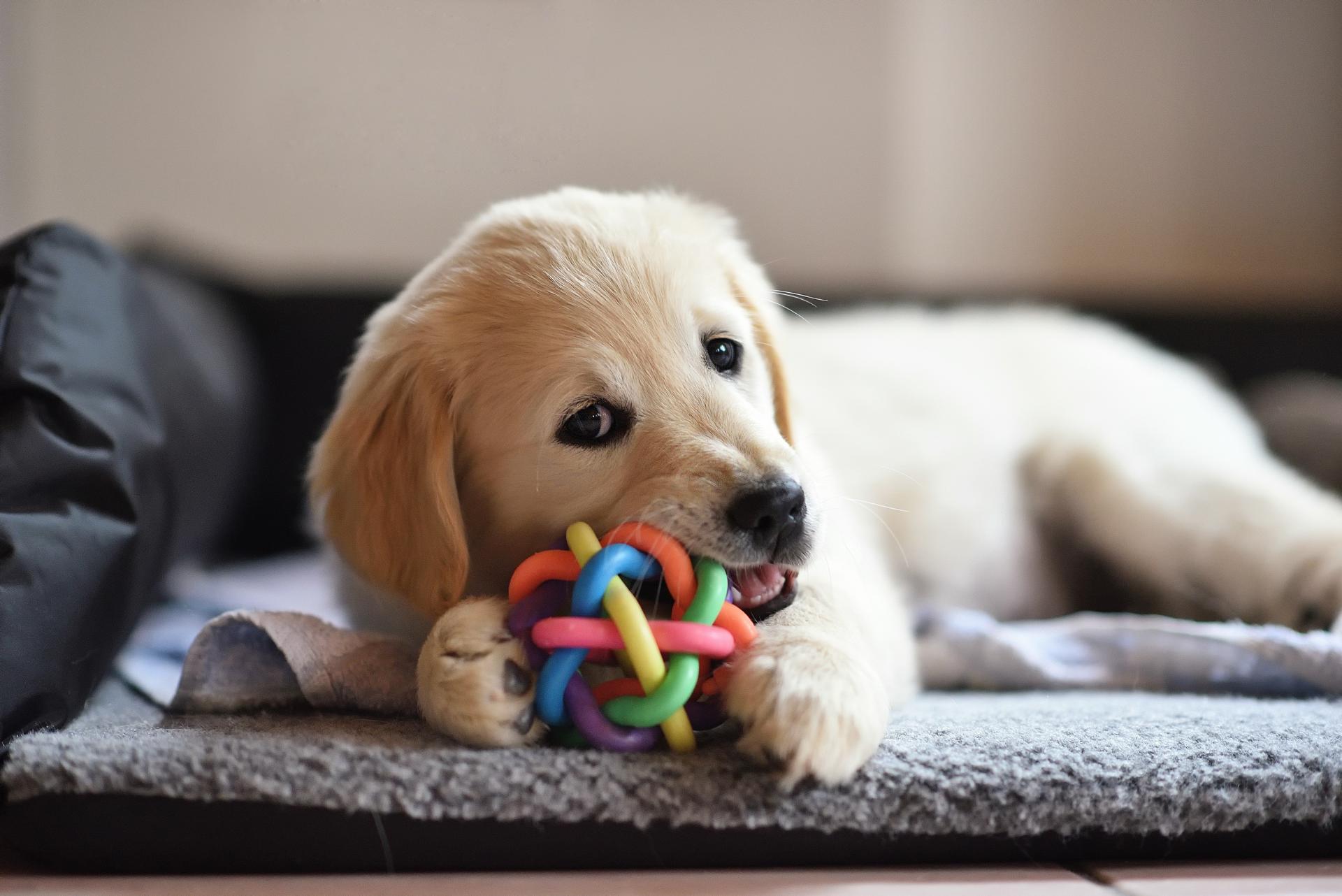 Accueillir son chiot adobestock 168887075