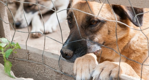 Adopter un chien a donner