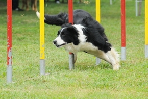 Agility chien