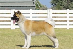 Akita americain debout sur l herbe