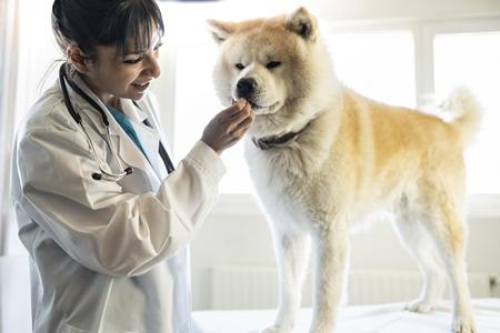 Akita inu veterinaire adobestock 423053527