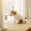 Alarme pour animaux domestiques chiens verisure