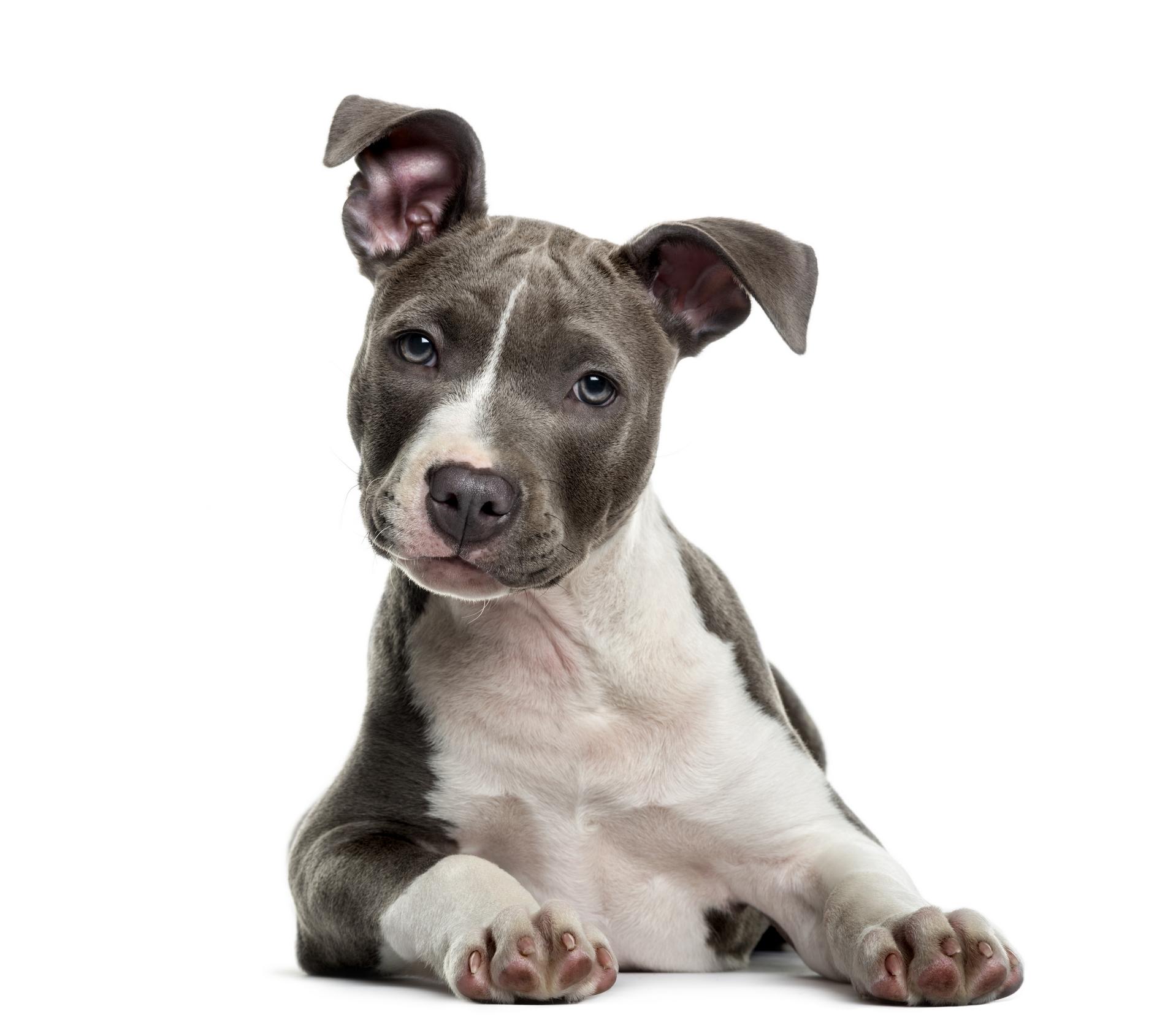 Americain staffordshire terrier chiot couche adobestock 92418197