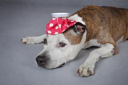 American staffordshire terrier malade adobestock 212748429