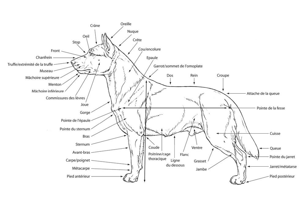 Anatomie extérieure du chien : tête, encolure, corps, etc.