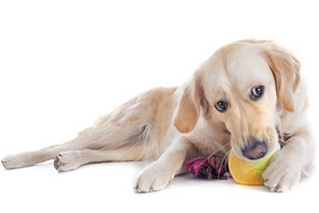 Balle pour chien : modèles, prix, comment choisir