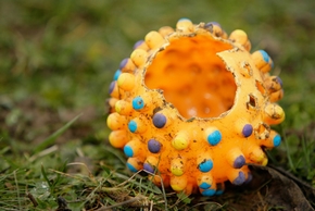 Jouets pour chien indestructibles : description et types
