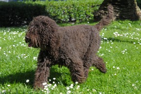 Barbet noir qui trottine sur l herbe