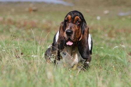 Basset hound essoufle adobestock 40422847