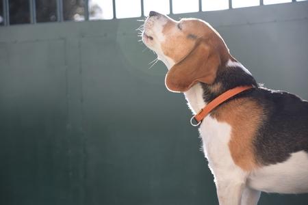 Beagle aboie adobestock 375419879