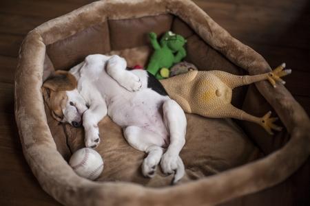 Beagle chiot panier jouets adobestock 144142722