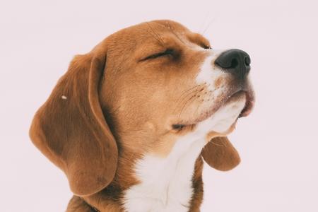 Beagle chiot qui sent adobestock 217046920