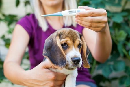 Beagle chiot temperature adobestock 242199391