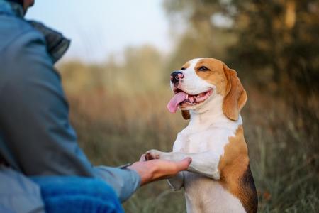 Beagle comportementaliste adobestock 386134974