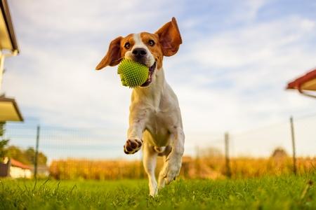 Beagle court avec balle adobestock 222319516