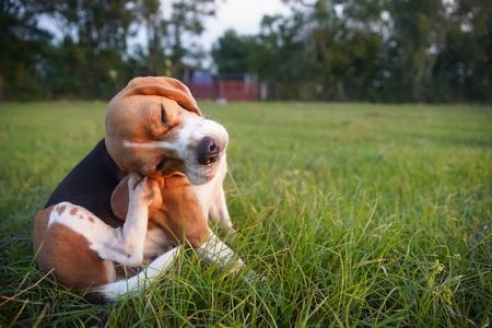 Beagle demangeaison adobestock 546285798