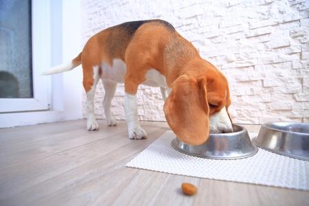 Beagle gamelle croquette mange adobestock 187817800