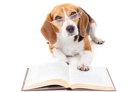 Beagle livre adobestock 49015939