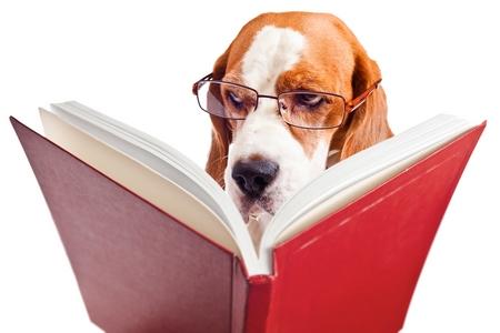 Beagle livre adobestock 58976368
