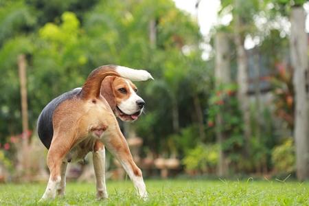 Beagle nature adobestock 131554183