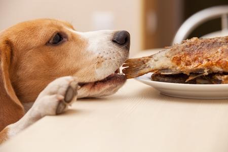 Éduquez votre chien à ne pas voler