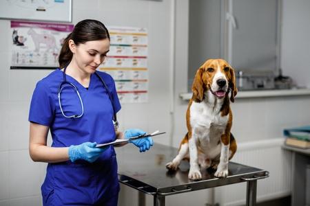 Beagle veterinaire adobestock 328084420