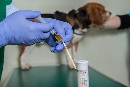 Test urinaire chien : prélèvement, analyser résultat, prix