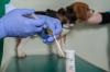 Beagle veterinaire test urinaire adobestock 111063311