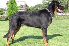Beauceron adulte debout sur l herbe