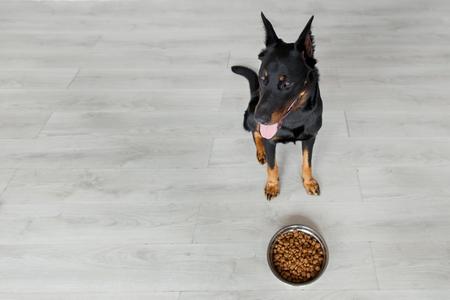 Beauceron croquettes gamelle assis adobestock 169167200