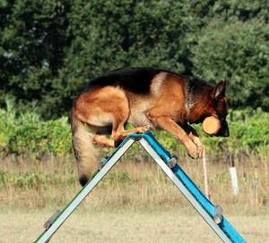 Berger allemand agility