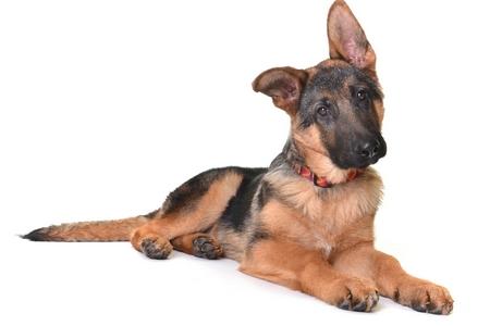 Berger allemand chiot adobestock 37998424