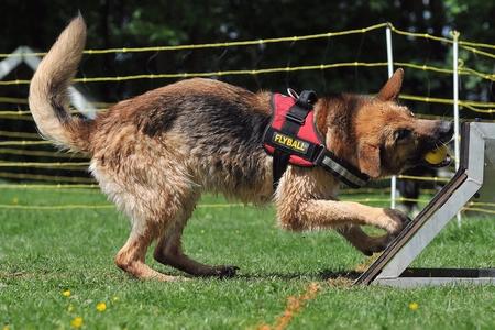 Berger allemand flyball adobestock 73388517