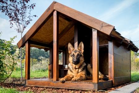 Niches pour chien : guide d'achat 2024