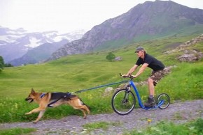 Berger allemand qui fait du cani trottinette avec son maitre