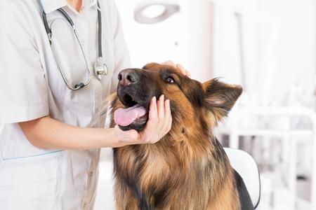 Berger allemand veterinaire adobestock 134809651