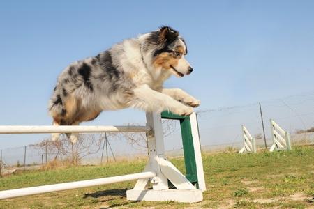 Jumping : description, chien adaptés, matériel, conditions