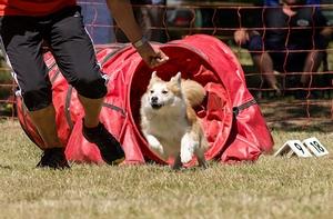 Berger australien agility