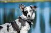 Berger australien chiot harnais adobestock 71947945 