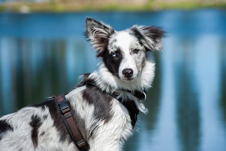 Berger australien chiot harnais adobestock 71947945