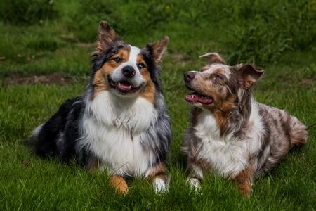 Chien mâle ou femelle : quelles sont les différences ?