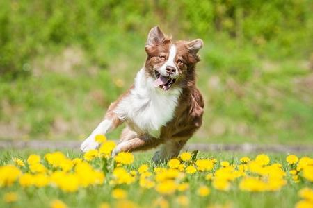 Croquettes pour chien sportif : besoins, erreurs à éviter, ...