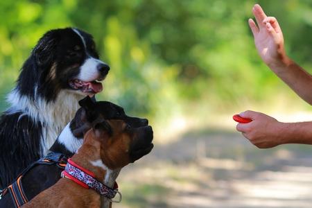 Berger australien staffordshire bull terrier education clicker adobestock 166355606