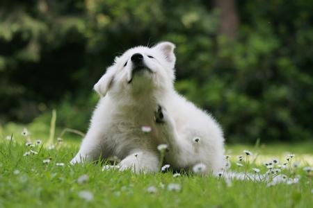 Berger blanc suisse chiot qui se gratte adobestock 11671172