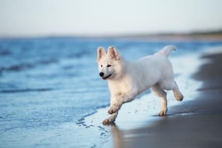 Berger blanc suisse plage chiot adobestock 206094914