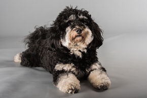 Bichon havanais couche