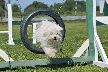 Bichon maltais agility adobestock 14081726