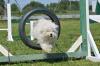 Bichon maltais agility adobestock 14081726