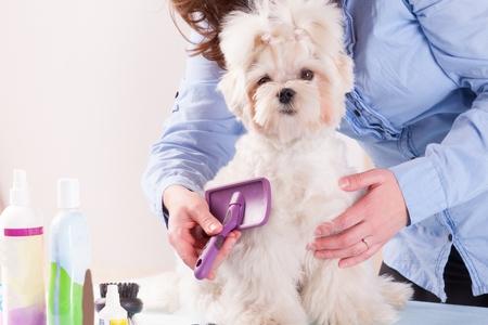 Bichon maltais chiot toilettage adobestock 63571514