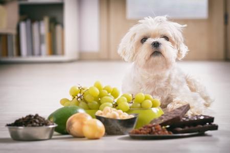 Bichon maltais nourriture danger adobestock 187474386